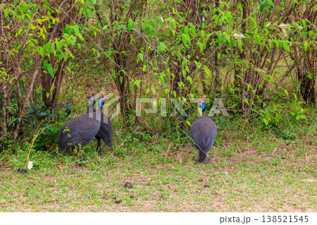 Helmeted guineafowl (Numida meleagris) on green meadow in Serengeti national park, Tanzania Helmeted guineafowl (Numida meleagris) on green meadow in Serengeti national park, Tanzania 138521545