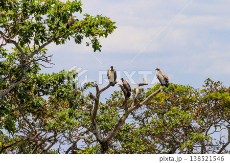 Flock of Cape vultures or Cape griffon (Gyps coprotheres), also known as Kolbe's vultures sitting on a tree in Serengeti national park, Tanzania Flock of Cape vultures or Cape griffon (Gyps coprotheres), also known as Kolbe's vultures sitting on a tree in Serengeti national park, Tanzania 138521546