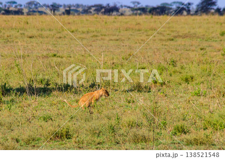 Lion cub defecating in savannah in Serengeti national park, Tanzania Lion cub defecating in savannah in Serengeti national park, Tanzania 138521548