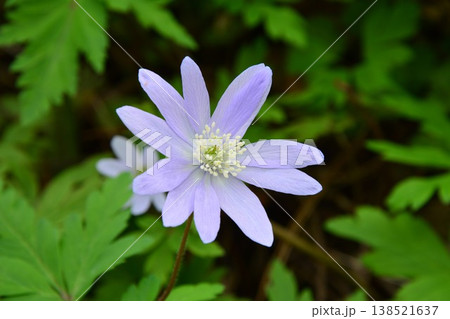 青色のキクザキイチゲの花 138521637