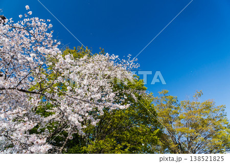 新緑と桜と春の青空 138521825