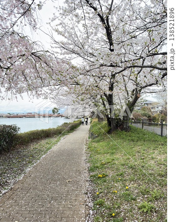 桜の花びらが散る道 桜の花びらが散る道 138521896