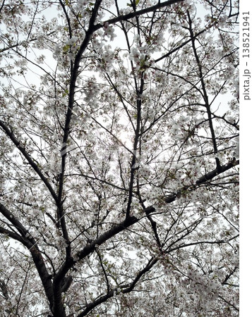 桜の花に覆われた木 138521941