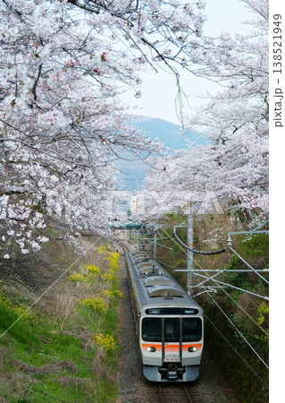 山北町の桜並木を通過する315系 山北町の桜並木を通過する315系 138521949