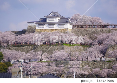 岡山県津山市にあるさくら名所100選のひとつ「鶴山公園（津山城趾）」 138521960