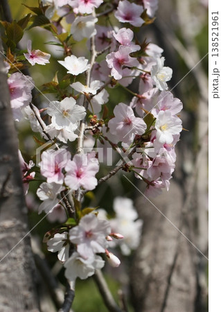 桜、ふじかすみ桜 春風景 桜、ふじかすみ桜 春風景 138521961