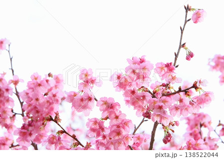 ピンクの陽光桜 【白背景】 138522044