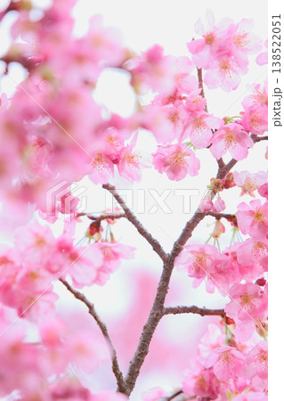 ピンクの陽光桜 【空背景】 ピンクの陽光桜 【空背景】 138522051
