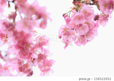 ピンクの陽光桜 【空背景】 138522052