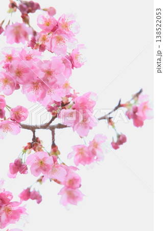 ピンクの陽光桜 【空背景】 138522053