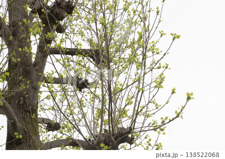 強剪定された公園のプラタナス 138522068