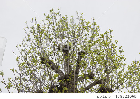 強剪定された公園のプラタナス 138522069