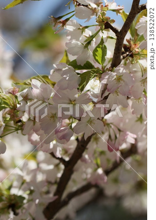 桜、加賀の曙、春風景 138522072