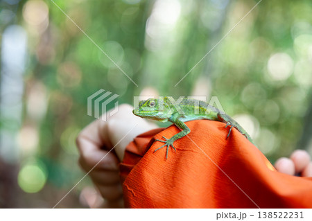 キノボリトカゲ キノボリトカゲ 138522231