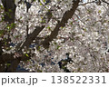 桜の木を見上げる 138522331