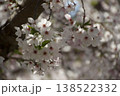 桜咲く 138522332