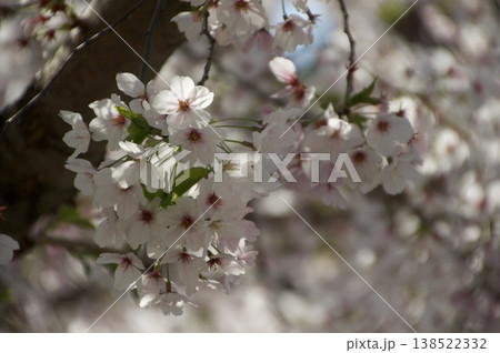 桜咲く 桜咲く 138522332