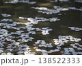 水溜りに浮かぶ桜の花びら 138522333