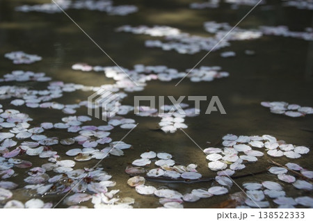 水溜りに浮かぶ桜の花びら 138522333