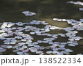 水に浮かぶ桜の花びら 138522334