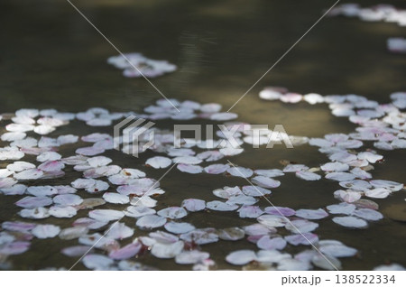 水に浮かぶ桜の花びら 138522334