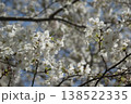 白い桜 138522335