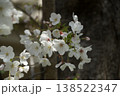 桜さく 138522347