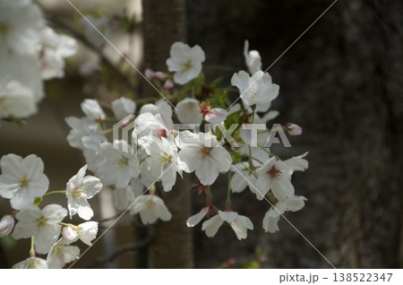 桜さく 桜さく 138522347