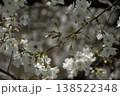 桜の蕾 138522348