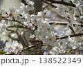 春の日差しを浴びて輝く桜 138522349