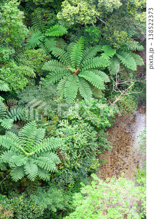 やんばるの森と川 138522373