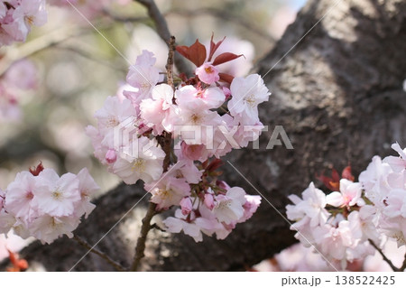 桜、桜の花のある風景　手弱女　春風景 138522425