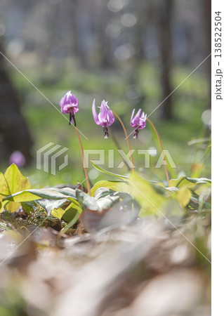 栃木県佐野市の万葉自然公園かたくりの里に咲くカタクリ 栃木県佐野市の万葉自然公園かたくりの里に咲くカタクリ 138522504