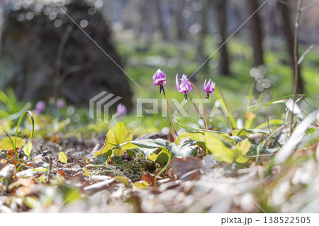 栃木県佐野市の万葉自然公園かたくりの里に咲くカタクリ 138522505