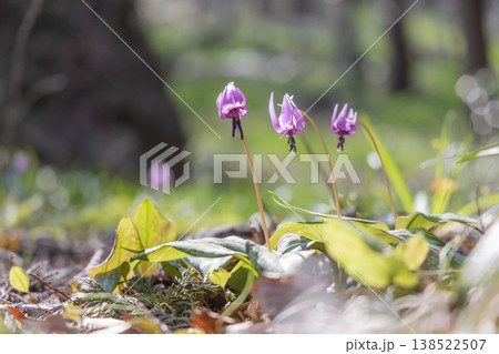 栃木県佐野市の万葉自然公園かたくりの里に咲くカタクリ 138522507