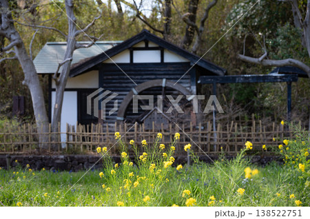 古い水車小屋の前に咲く春の菜の花 古い水車小屋の前に咲く春の菜の花 138522751