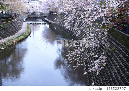 横浜の大岡川沿いの桜並木 横浜の大岡川沿いの桜並木 138522797