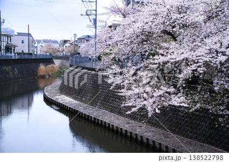 横浜の大岡川沿いの桜並木 138522798