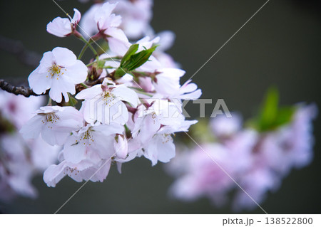 横浜の大岡川沿いの桜並木 横浜の大岡川沿いの桜並木 138522800