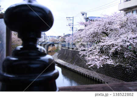 横浜の大岡川沿いの桜並木 横浜の大岡川沿いの桜並木 138522802