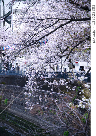 横浜の大岡川沿いの桜並木 138522803