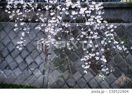 横浜の大岡川沿いの桜並木 横浜の大岡川沿いの桜並木 138522804