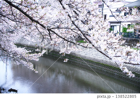 横浜の大岡川沿いの桜並木 横浜の大岡川沿いの桜並木 138522805