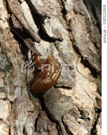 セミ　せみ　蟬　蝉　抜け殻 138522808