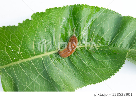slug, arion vulgaris eating a lettuce leaf in the garden, snails damage leaves in the vegetable patch, pest on home-grown vegetables slug, arion vulgaris eating a lettuce leaf in the garden, snails damage leaves in the vegetable patch, pest on home-grown vegetables 138522901