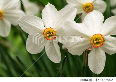 Blooming daffodils evoke feelings of fresh starts, springtime joy, and hopeful renewal Blooming daffodils evoke feelings of fresh starts, springtime joy, and hopeful renewal 138522902
