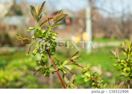 Close-up of honeysuckle flower buds blooming on bush branch in spring. Close-up of honeysuckle flower buds blooming on bush branch in spring. 138522906