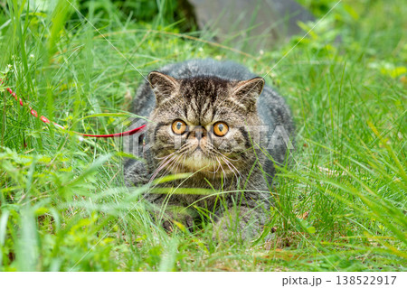 Cute brown striped cat exotic walks on a leash in the park on a summer day. Persian kitten on the green grass on a harness with a leash Cute brown striped cat exotic walks on a leash in the park on a summer day. Persian kitten on the green grass on a harness with a leash 138522917