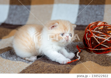 A small red Exotic Shorthair kitten plays with balls of thread. 138522922