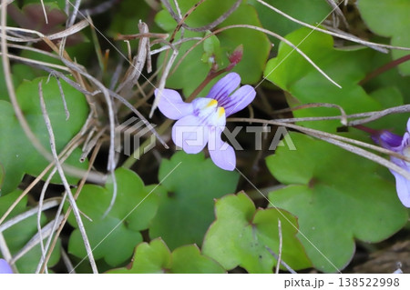 早春の庭に咲く薄紫色のツタバウンランの小さな花 138522998